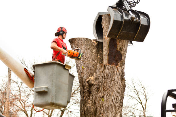 Professional Tree Care in Ramapo College Of New Jersey, NJ